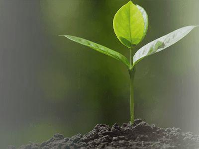 Itaueira – Rastreabilidade de FLV (Frutas, Legumes e Verduras)