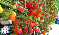 Identificação e Rastreabilidade no Tomate