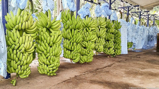 Bananas Correa